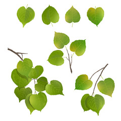 Vector leaves of birch, poplar on a white background