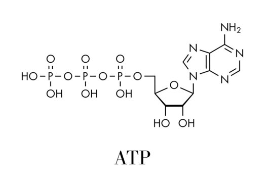 Adenosine triphosphate (ATP) molecule. Functions as neurotransmitter, RNA building block, energy transfer molecule, etc. Skeletal formula.