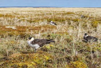 Pomarine Jaegers (Stercorarius pomarinus) in Barents Sea coastal area, Russia