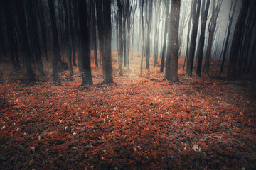 light in autumn woods, fantasy landscape