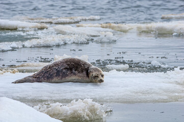 Ringed Seal (Pusa hispida) in Barents Sea coastal area, Russia