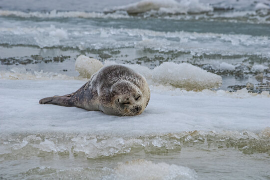 Ringed Seal (Pusa hispida) in Barents Sea coastal area, Russia