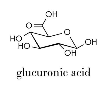 Glucuronic acid molecule. Glucuronidation of xenobiotics plays role in drug metabolism, giving glucuronides. Skeletal formula.