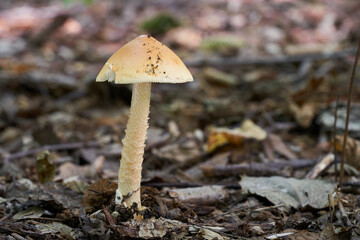 Edible mushroom Amanita crocea in  mixed forest. Known as saffron ringless amanita. Wild mushroom growing in the leaves.