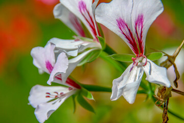 Red flower with petals in the field