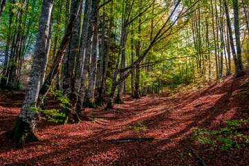 The Irati forest, in the Pyrenees Mountains of Navarra, in Spain, a spectacular beech forest in the month of October