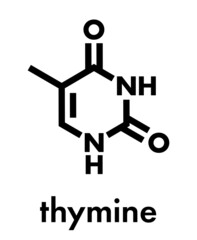 Thymine (T) nucleobase molecule. present in DNA. Skeletal formula.