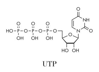 Uridine triphosphate (UTP) nucleotide molecule. Building block of RNA. Skeletal formula.