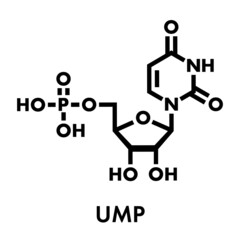 Uridine monophosphate (UMP, uridylic acid) nucleotide molecule. Building block of RNA. Skeletal formula.