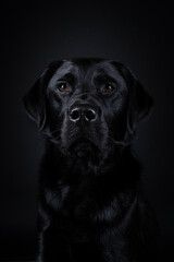 Studio shot of a Black labrador dog with brown eyes isolated on black background