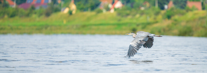 Grey heron (Ardea cinerea) flying over a river