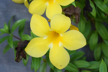 Fototapeta na wymiar Beautiful closeup yellow allamanda flowers blooming