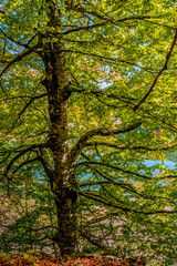 The Irati forest, in the Pyrenees Mountains of Navarra, in Spain, a spectacular beech forest in the month of October
