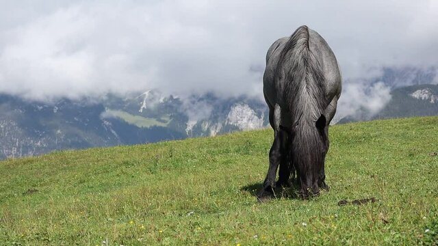 Grazing Grey Horse in Austrian Tyrol.  Beautiful Equine Mammal on Grass in Seefeld.