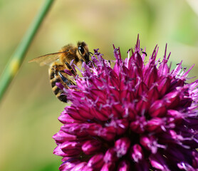 bee on a flower