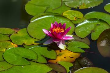 pink lilies in the pond
