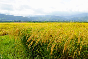 稲穂の実った水田