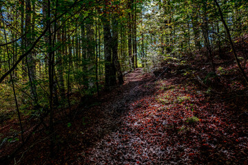 The Irati forest, in the Pyrenees Mountains of Navarra, in Spain, a spectacular beech forest in the...
