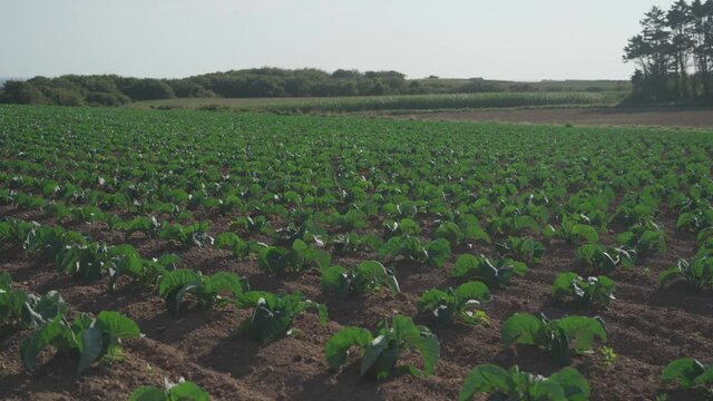 Cabbage cultivated fields in Bretagne in French countryside. View of a green cabbage patch field in Brittany, France. White cabbage, cabbage field, vegetable. Brassica oleracea var. capitata f. alba.