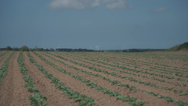 Cabbage cultivated fields in Bretagne in French countryside. View of a green cabbage patch field in Brittany, France. White cabbage, cabbage field, vegetable. Brassica oleracea var. capitata f. alba.