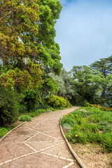 alley in the Nikitinsky Botanical Garden