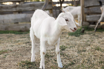 Cute goatling on pasture at farm. Baby animal