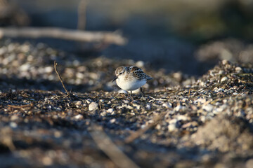 little stint (Calidris minuta) photographed close-up feeding on coastal sand in soft morning light