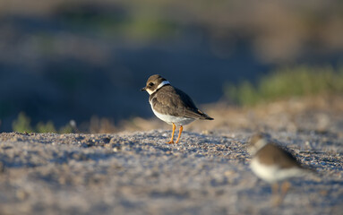 Young and adult common ringed plover or ringed plover (Charadrius hiaticula) in winter plumage,...