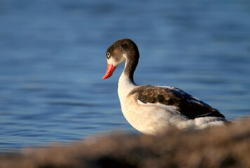 Close-up photo of a young common shelduck standing on the bank of blue water in soft morning light