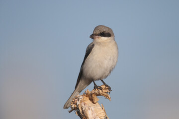 A young lesser gray shrike (Lanius minor) sits on a dry branch of a plant against a bright blue...