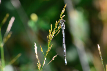damsel fly settled in the garden