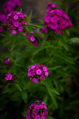 Close up of blooming Phlox paniculata. Summer garden, flowerbed.
