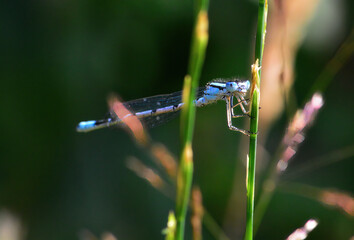 damsel fly settled in the garden