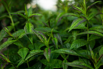 Bright green after the rain. Phlox flowers