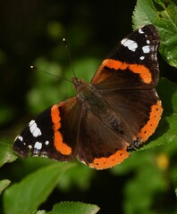 Vanessa atalanta with wide spread wings.