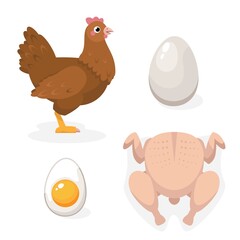 Vector set of illustrations of Hen, Eggs, Chicken carcass isolated on a white background