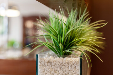 Apartment decoration. Green foliage in glass vase with white stones.