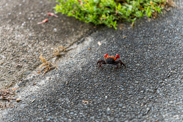 道路に現れたアカテガニ