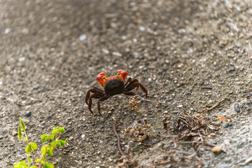 道路に現れたアカテガニ