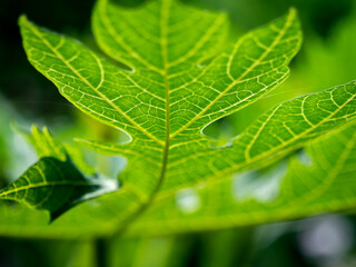 Abstract of Papaya Leaf behind The Green