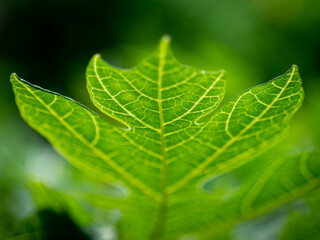 Abstract of Papaya Leaf behind The Green