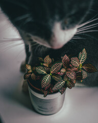 My cat guarding tiny fittonia flower