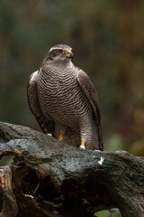 A hawk on a piece of a tree trunk