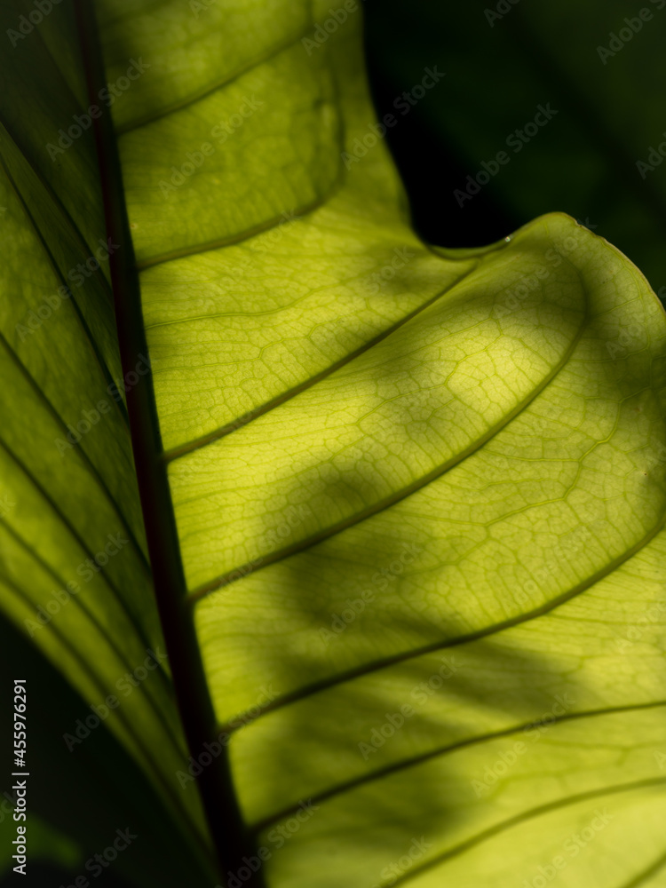 Wall mural abstract of pattern of anthurium leaf with shadow