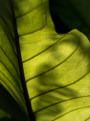 Abstract of Pattern of Anthurium Leaf with Shadow