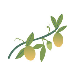 Passion fruit on a branch. Cartoon illustration of an exotic fruit on a white isolated background. Hand-drawn organic food products. Tropical treats. The concept of healthy eating.