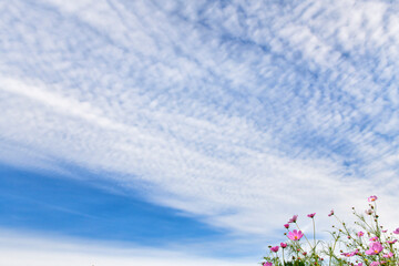 コスモスと秋空（秋のイメージ）