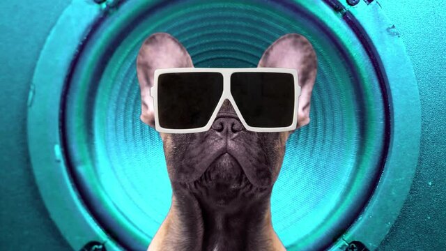 A cute french bulldog puppy