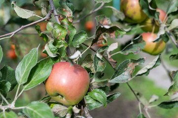 Scab on the leaves of an apple tree close-up
