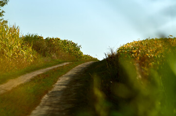 Field road between soybean and corn
